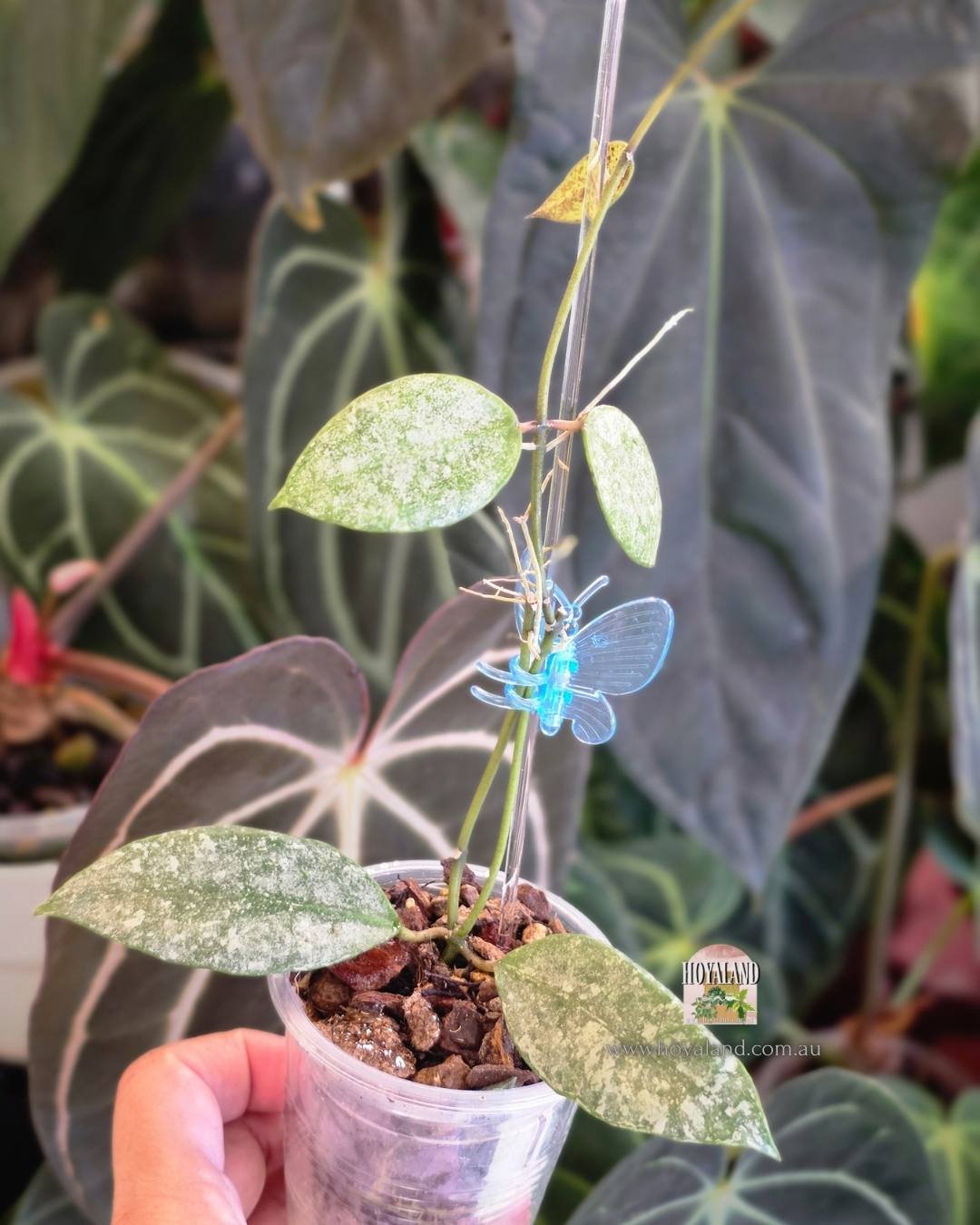 🍂 Hoya 'Mathilde' Grey Fairy – The Ultimate Rare Silver Unicorn